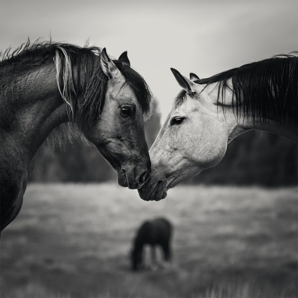 horses touching heads