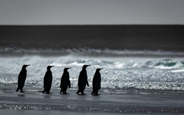penguins walking on the beach