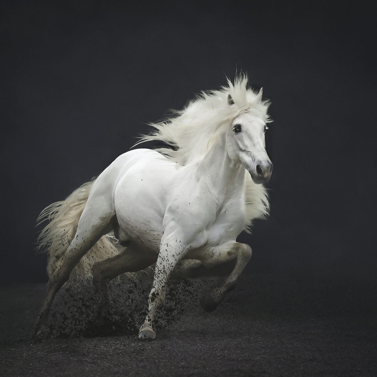 Horses in action by Sarah Zentjens, Nature Best New Talent 2023