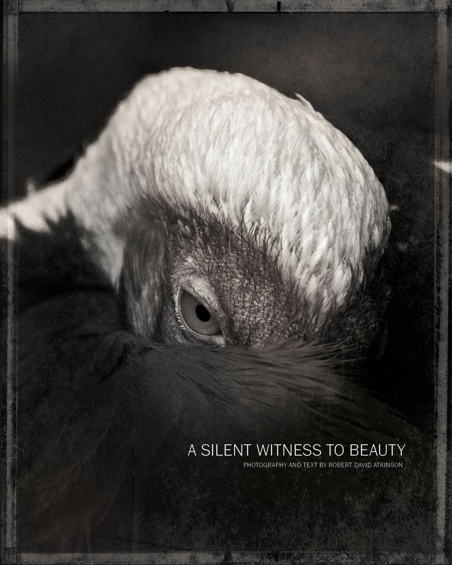 A Silent Witness To Beauty by Robert David Atkinson, Book Photographer of the Year 2024