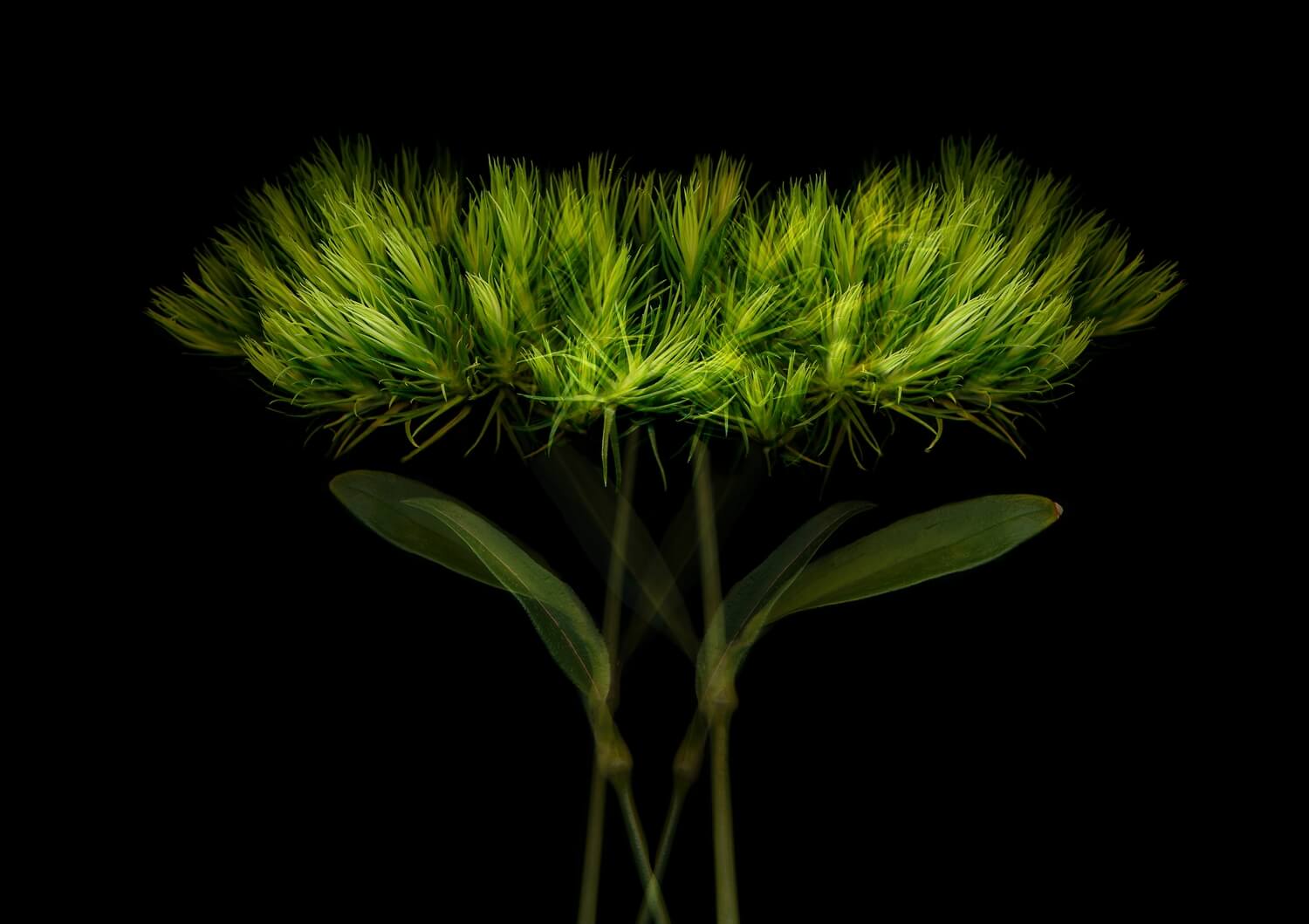 Wild Flowers by Anne Mason-Hoerter, Nature Photographer of the Year 2024