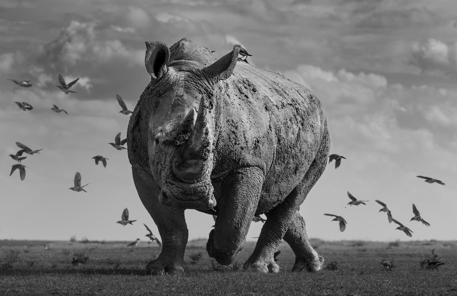 "Jurassic Park" by Alessandro Marena, Nature Best New Talent of the Year 2025