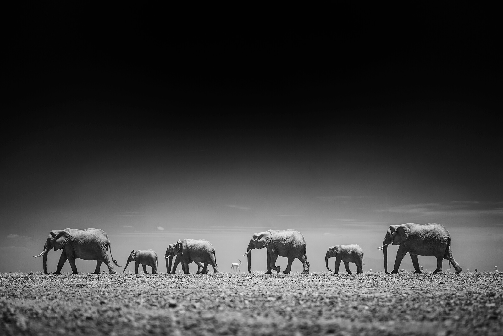 "The Amboseli Wildlife" by Paolo Ameli, Nature Photographer of the Year 2025
