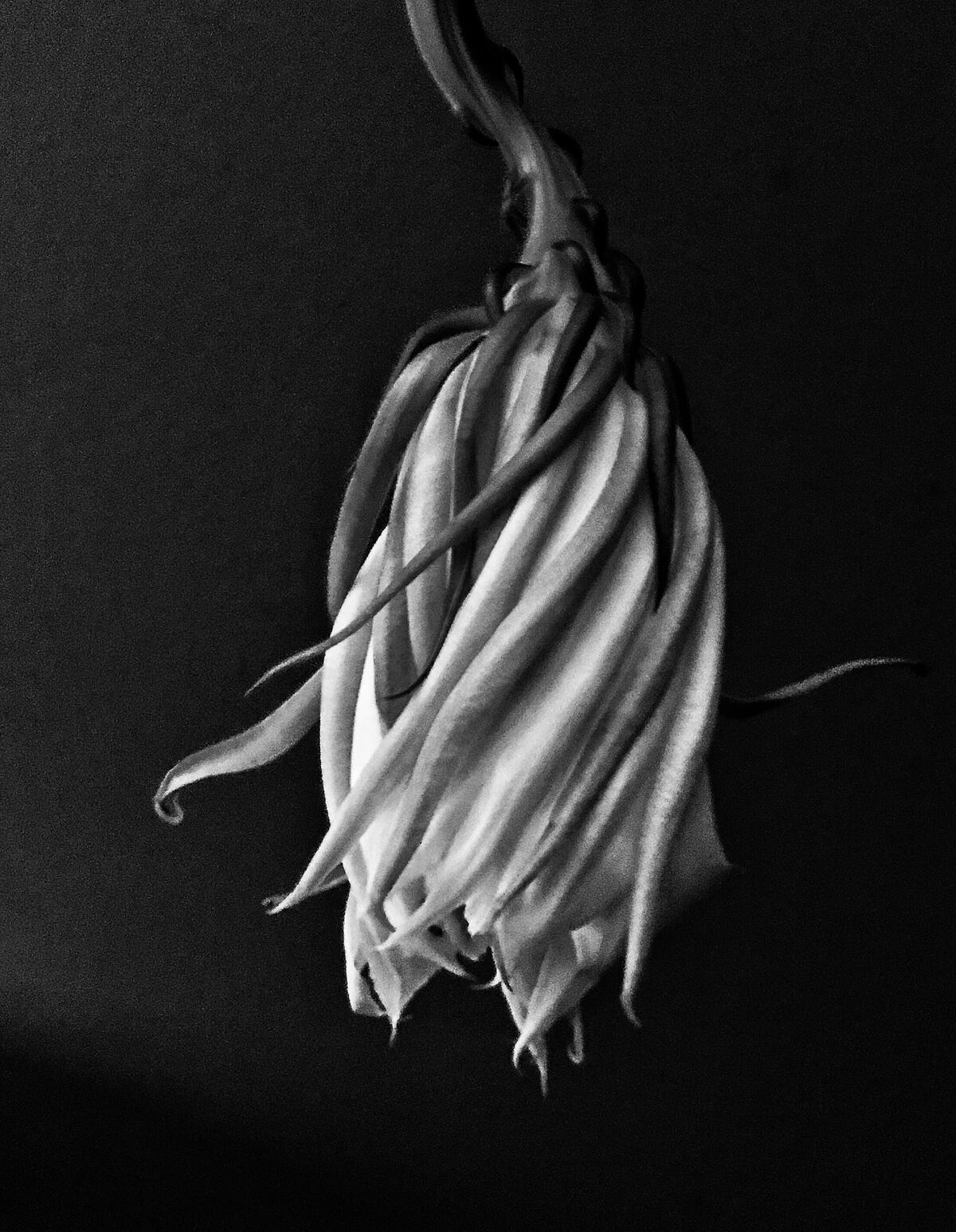 "Night Flower #1" by Pj Sturdevant