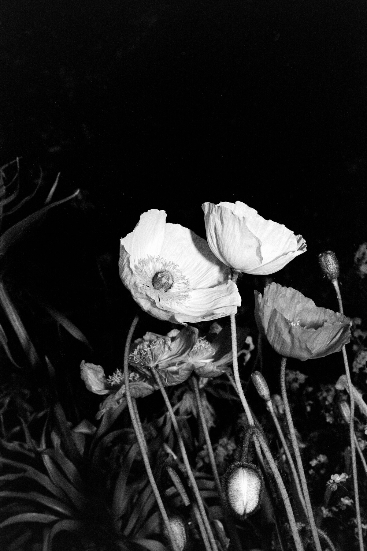 "Nuit Blanche" by Hong Wang